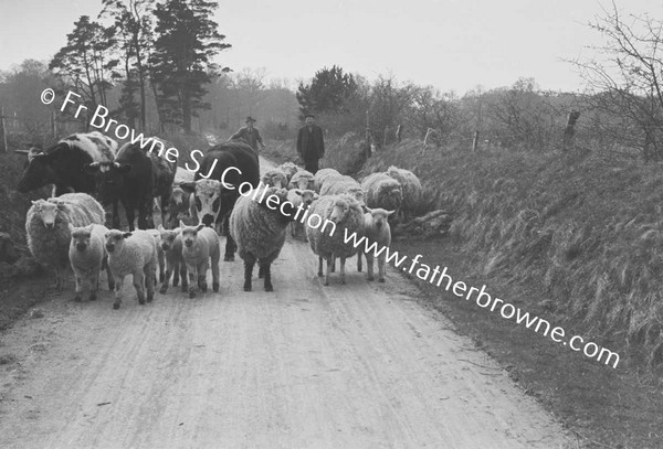 DRIVING SHEEP ON ROAD